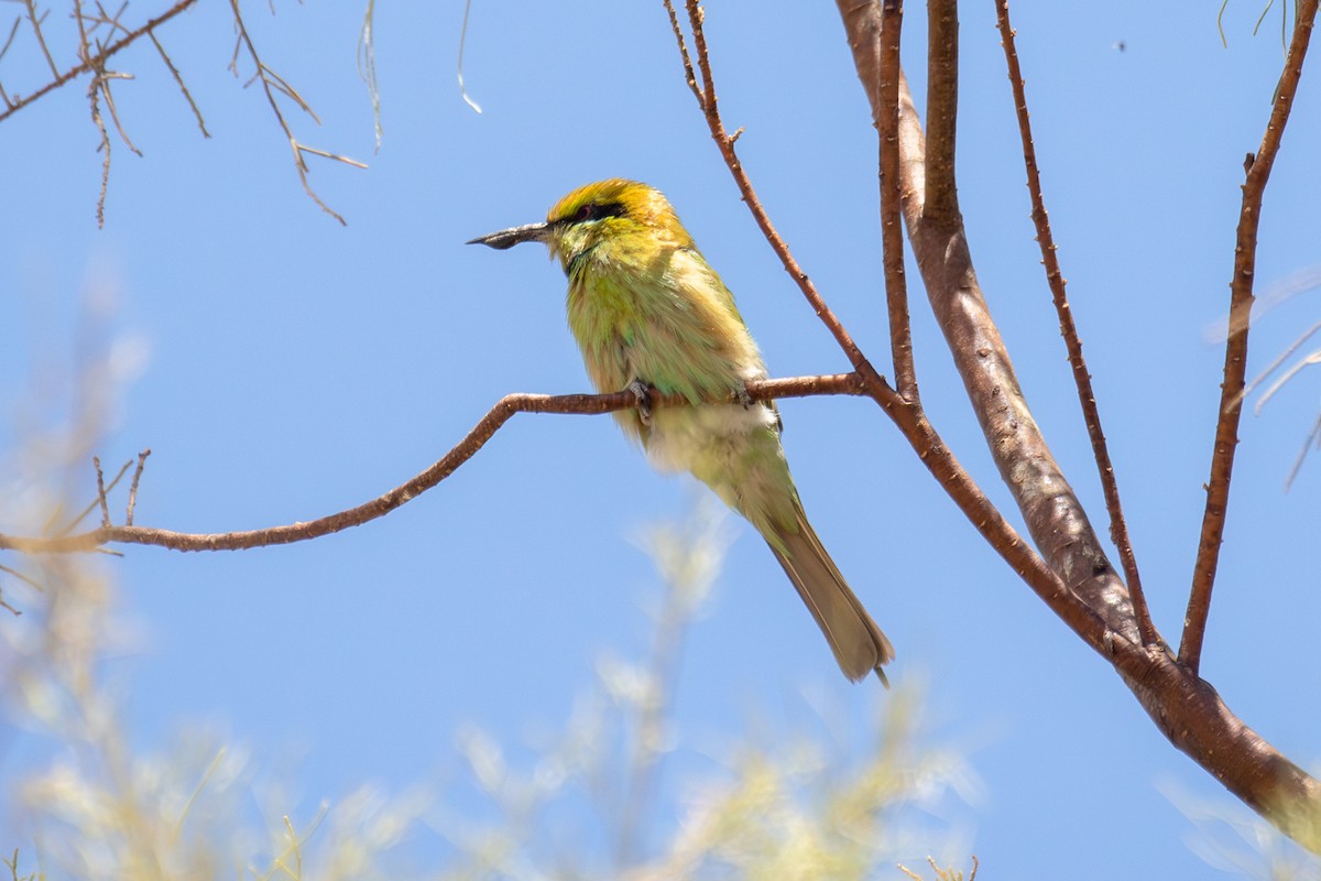 African Green Bee-eater - ML653848493