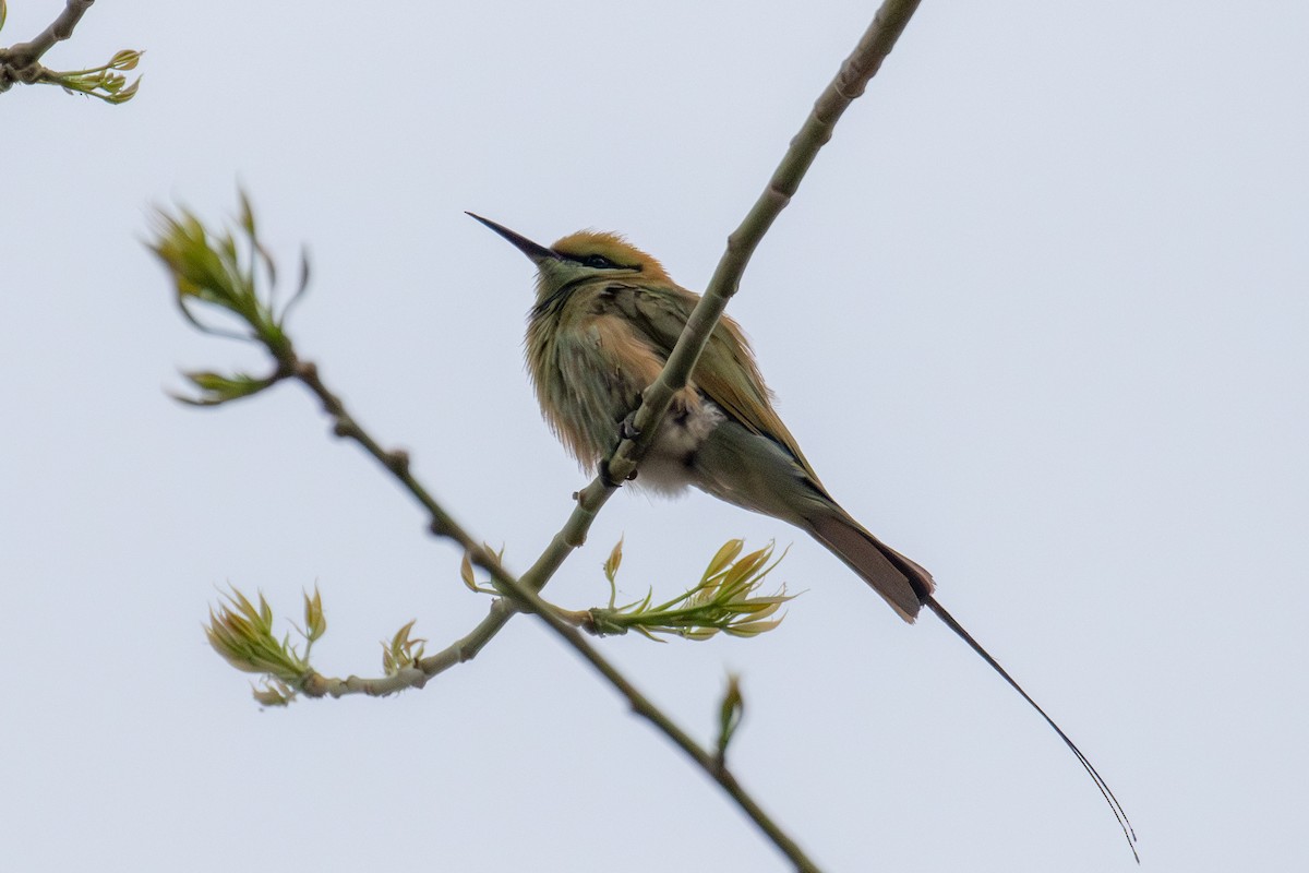 African Green Bee-eater - ML653848868