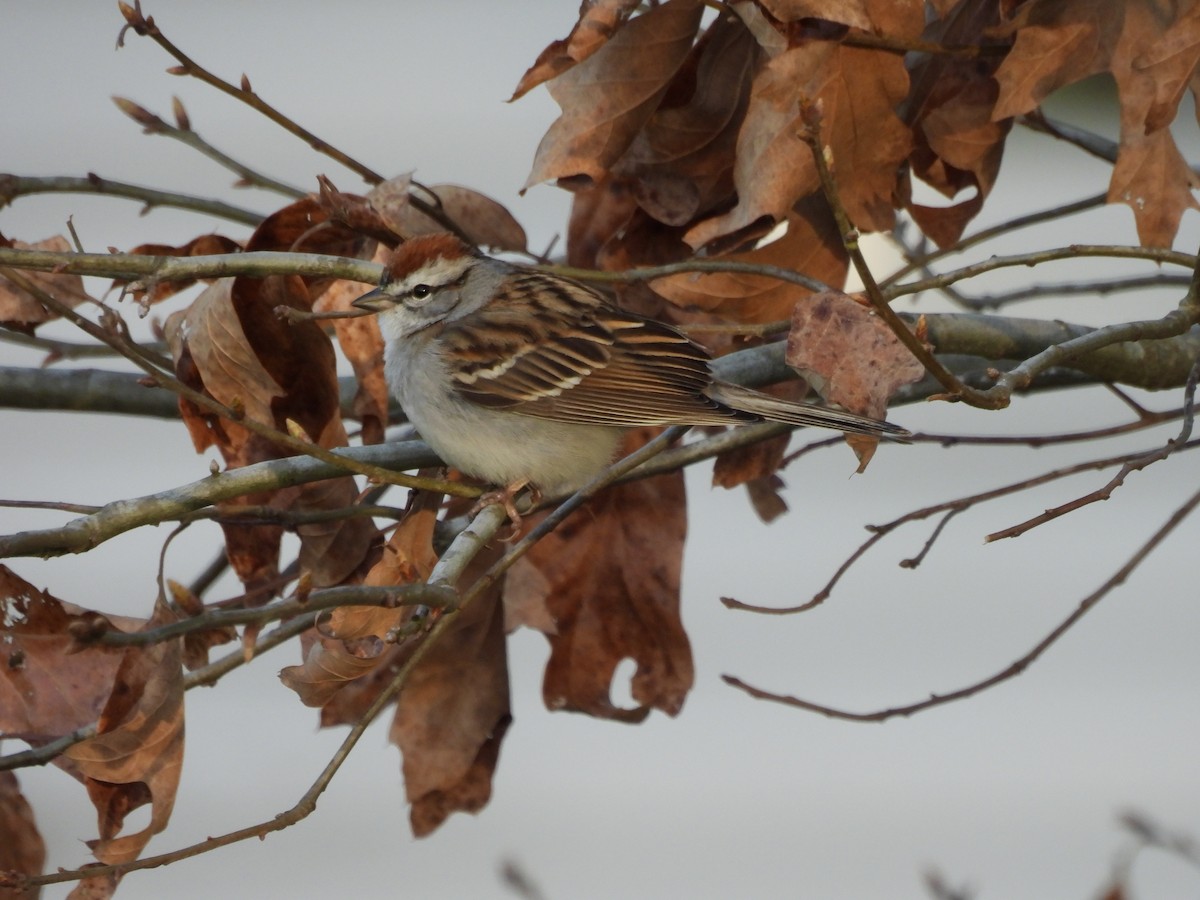 Малая воробьиная овсянка - ML653850544