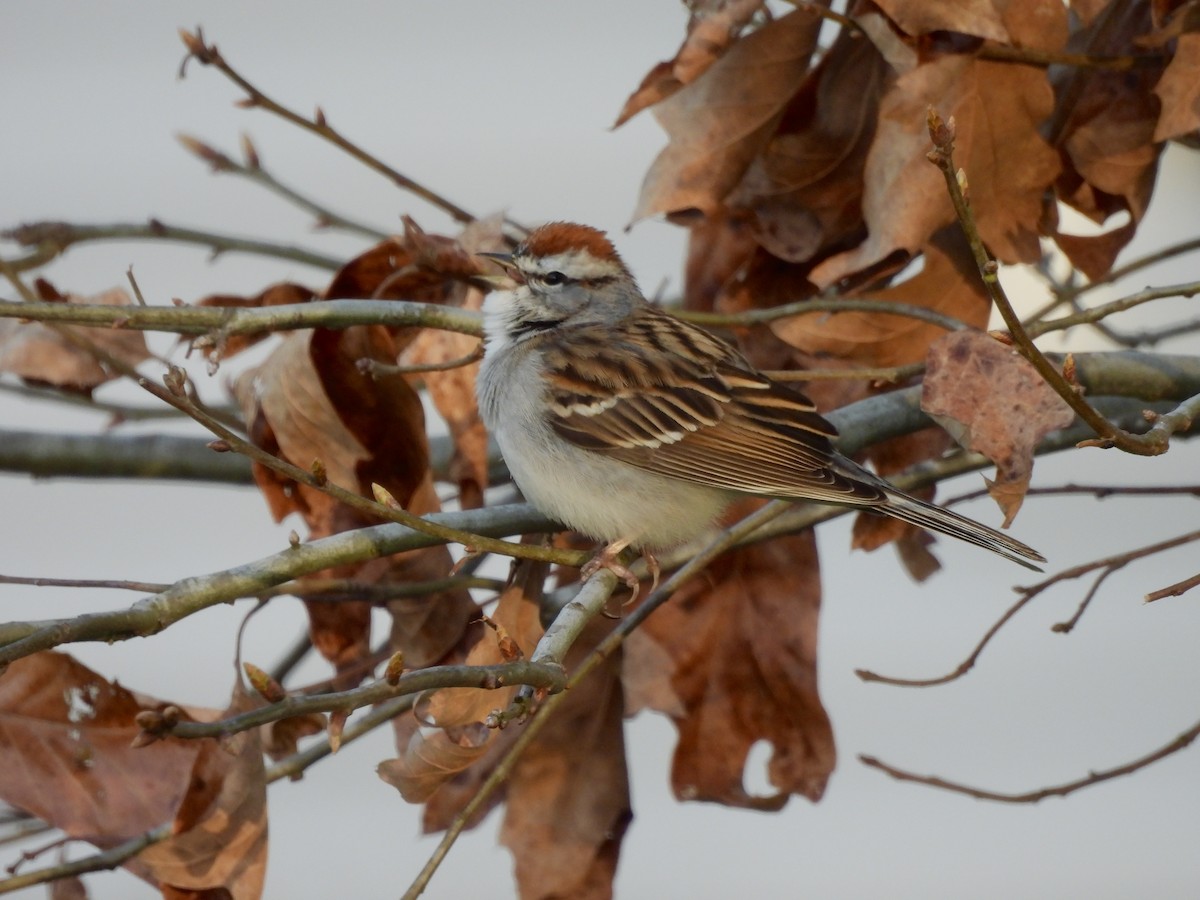 Малая воробьиная овсянка - ML653850546