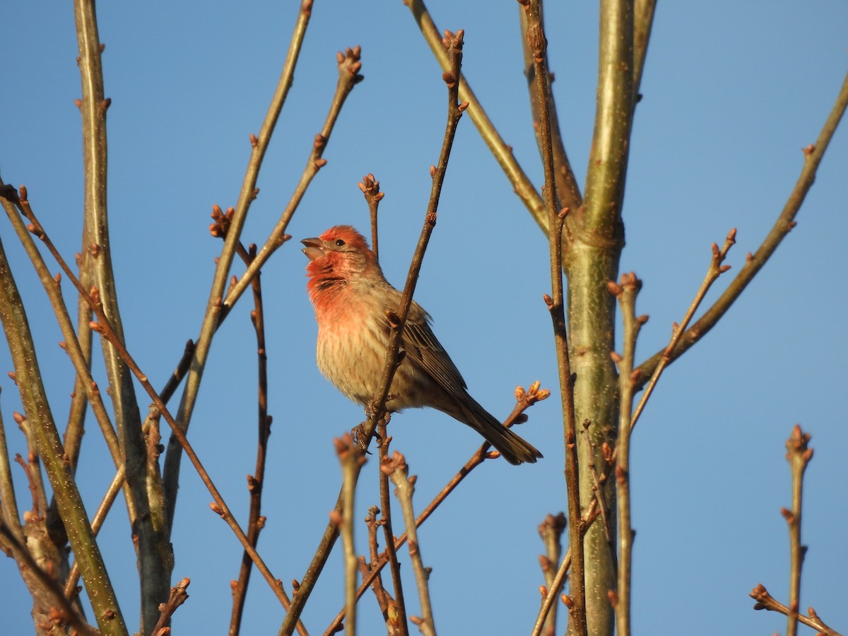 Мексиканская чечевица - ML653850552