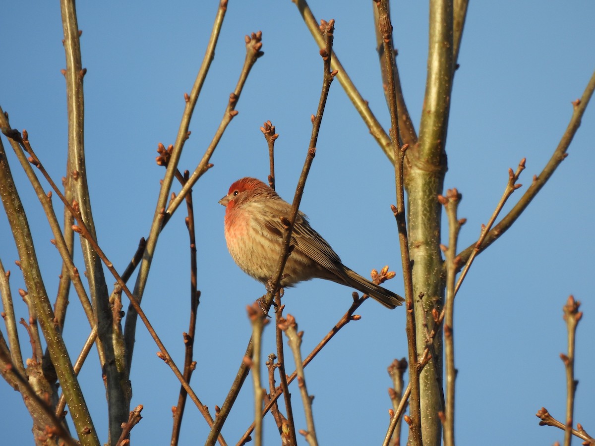 Мексиканская чечевица - ML653850553