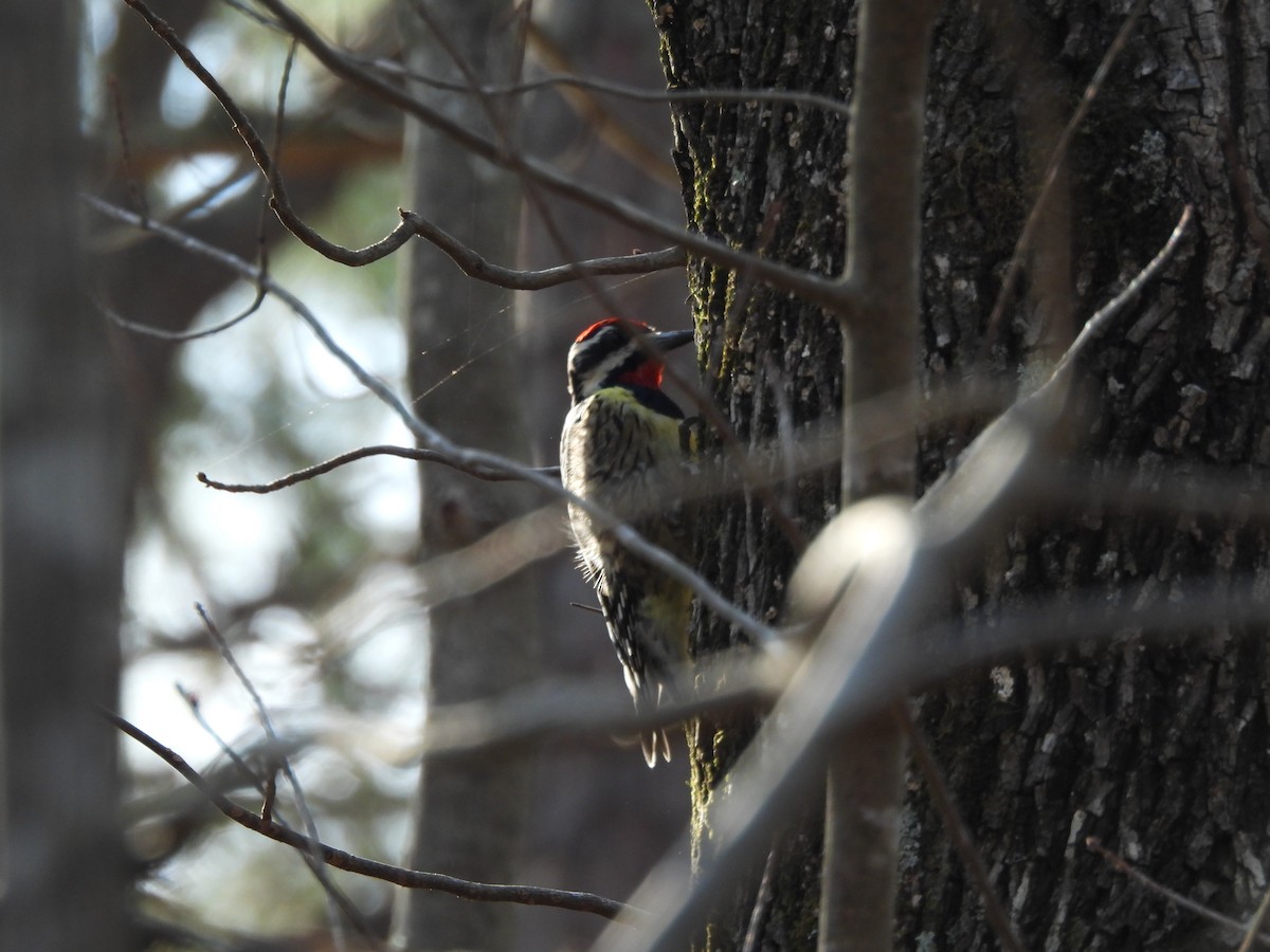 Желтобрюхий дятел-сокоед - ML653850798