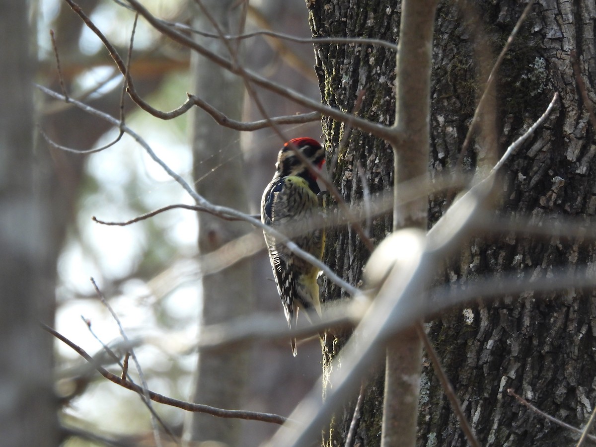 Желтобрюхий дятел-сокоед - ML653850799