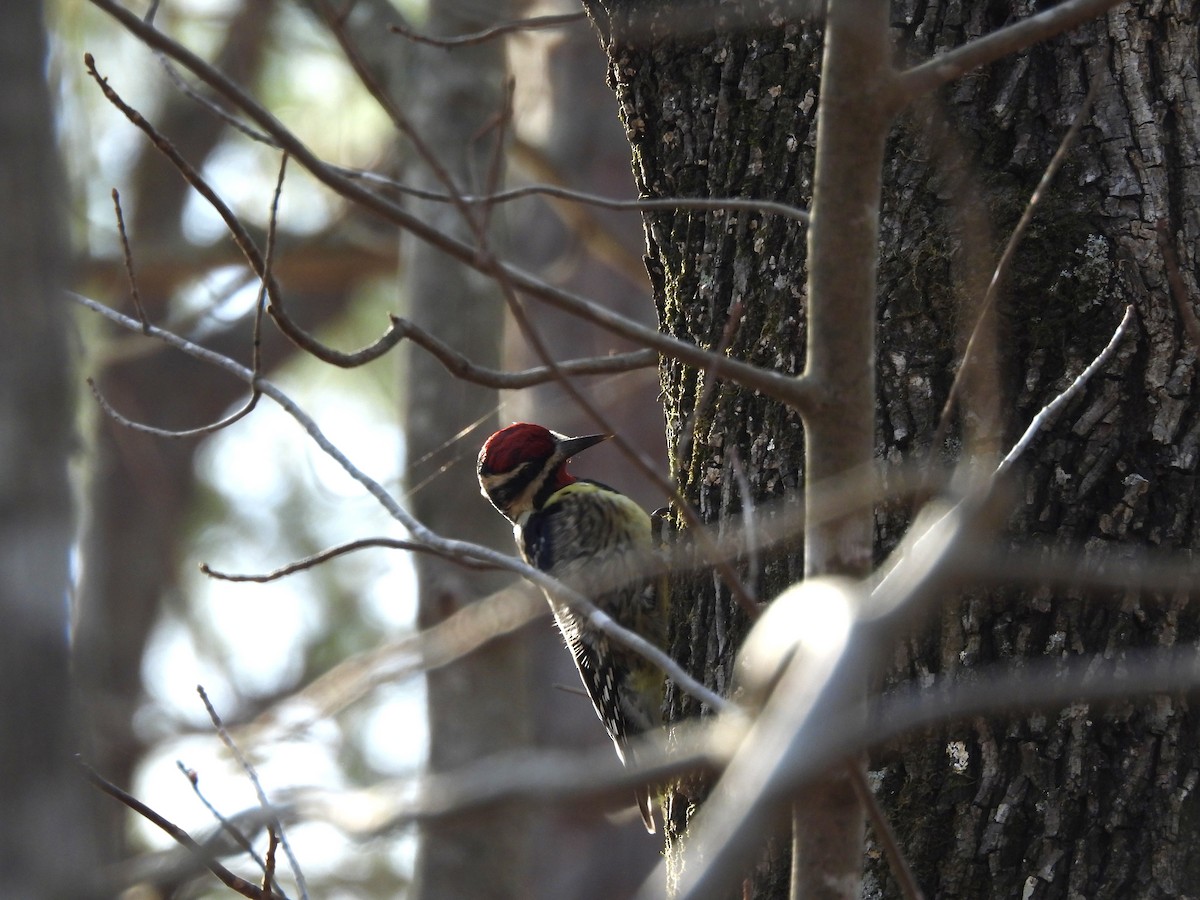 Желтобрюхий дятел-сокоед - ML653850801