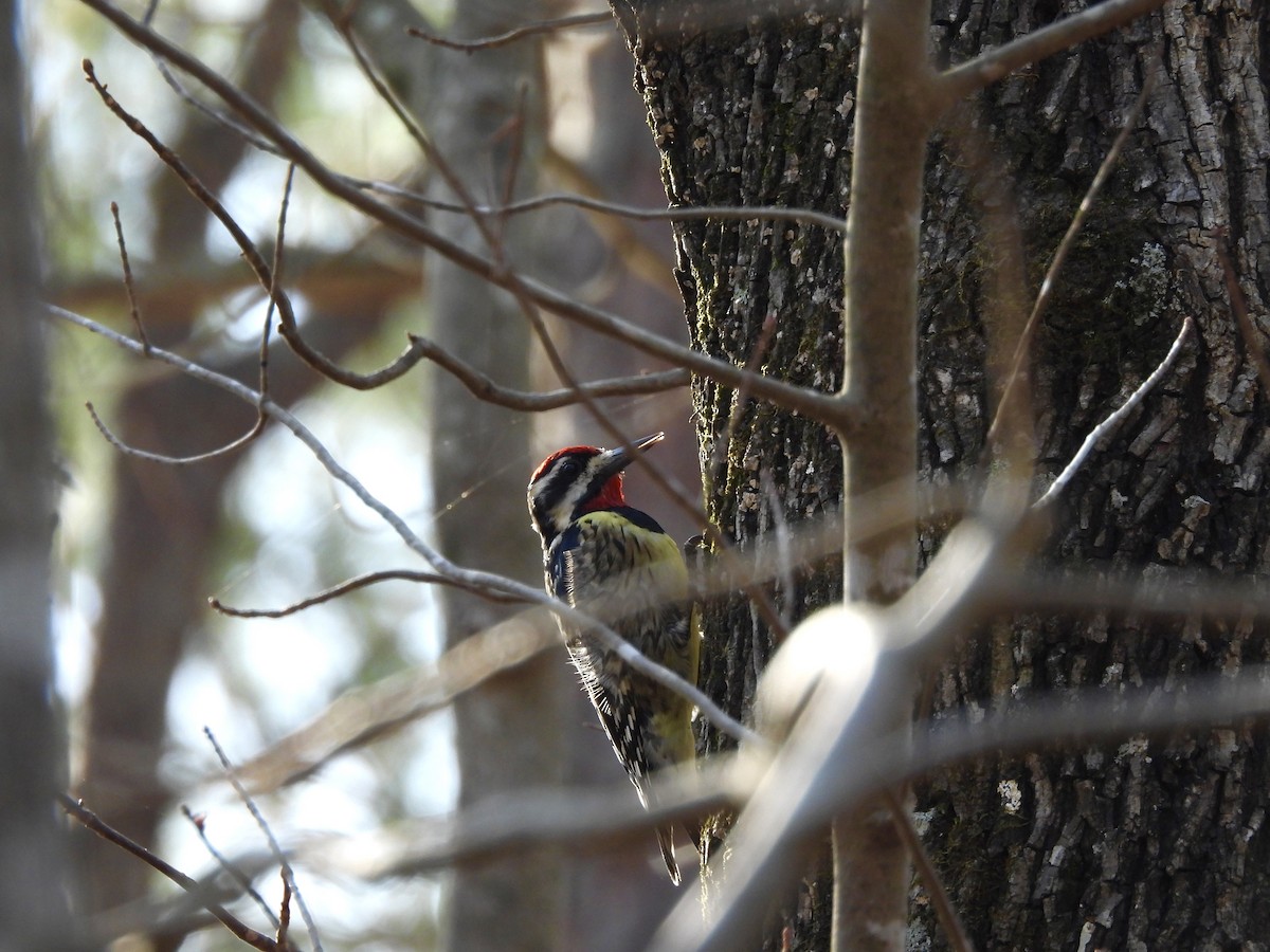 Желтобрюхий дятел-сокоед - ML653850802