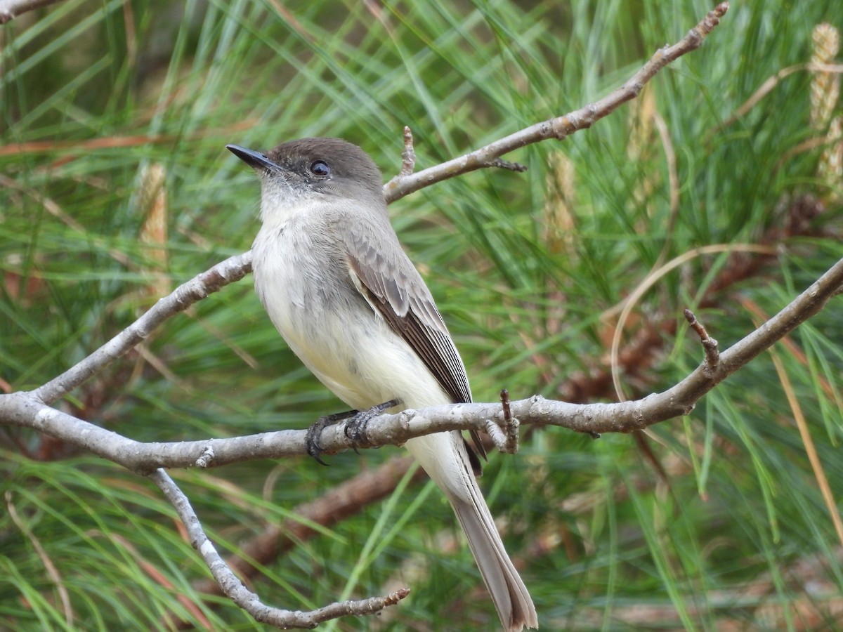 Светлобрюхий фиби - ML653850810
