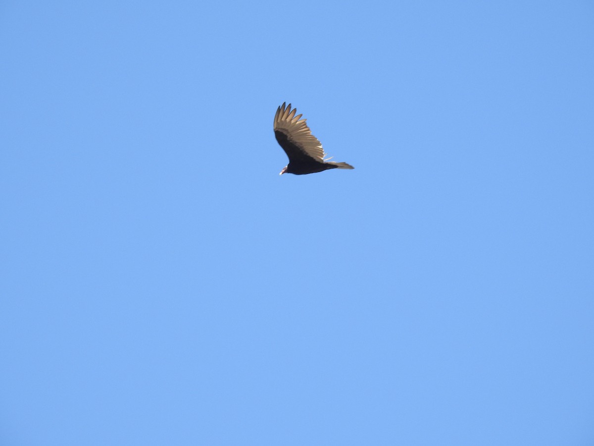 Turkey Vulture - Alessandro Rômulo Carneiro