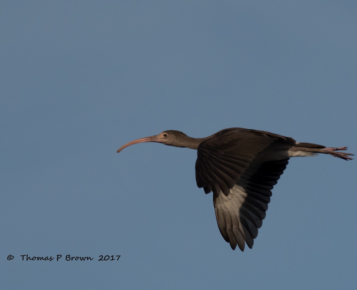 ibis americký - ML65385261