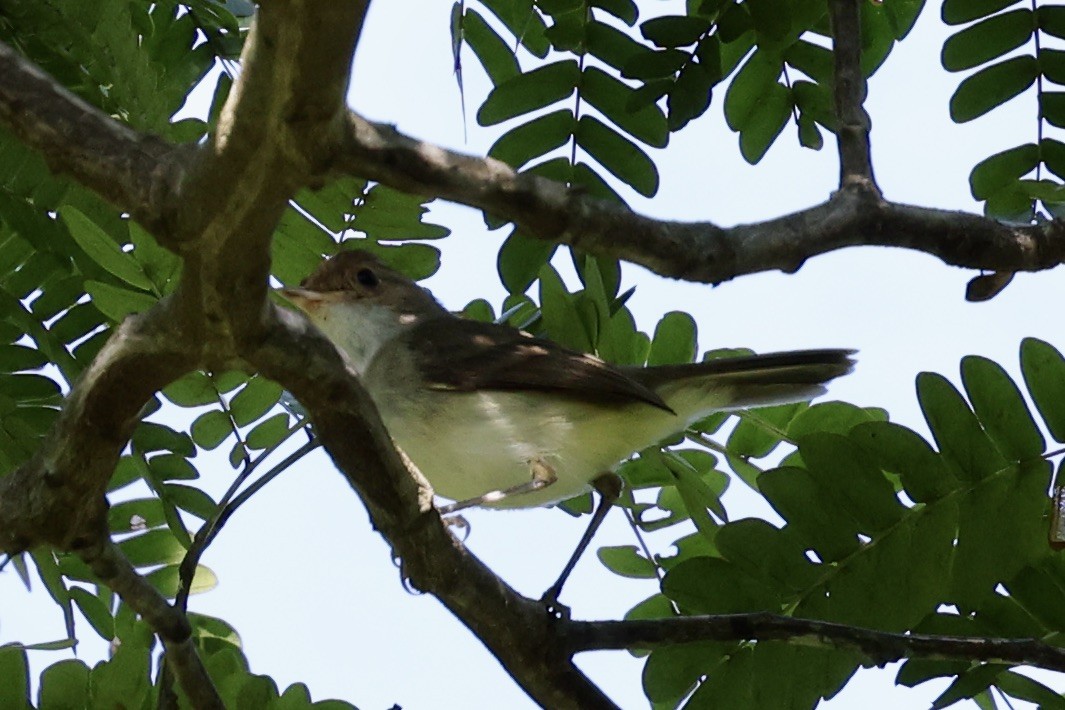 Fulvous-crowned Scrub-Tyrant - ML653853620