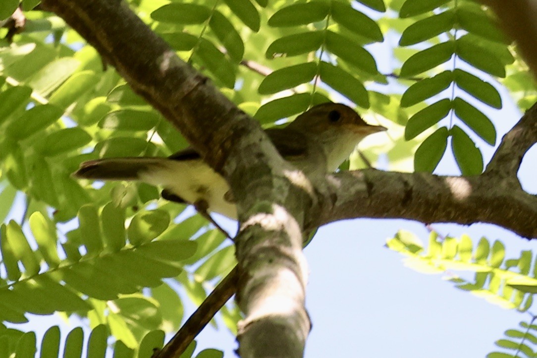 Fulvous-crowned Scrub-Tyrant - ML653853621