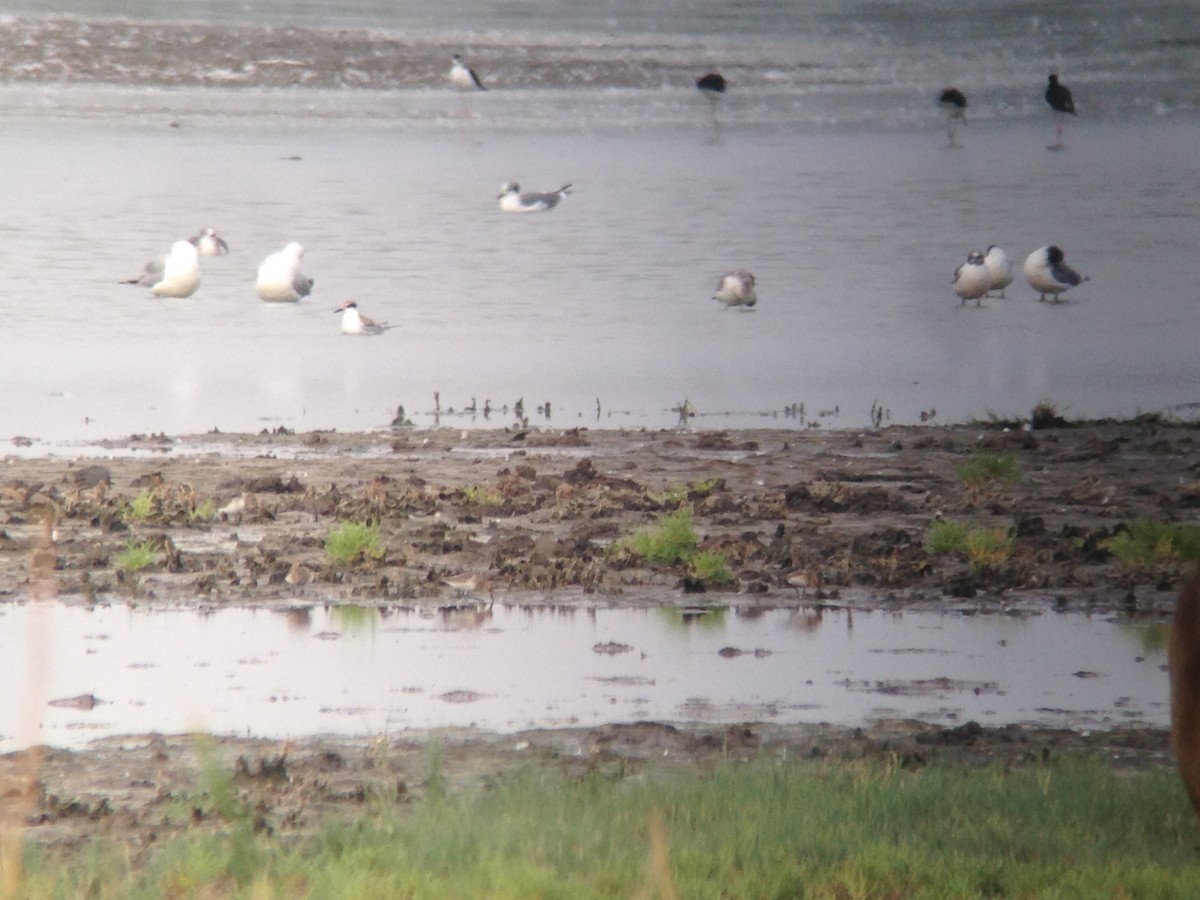 Baird's Sandpiper - ML65385541