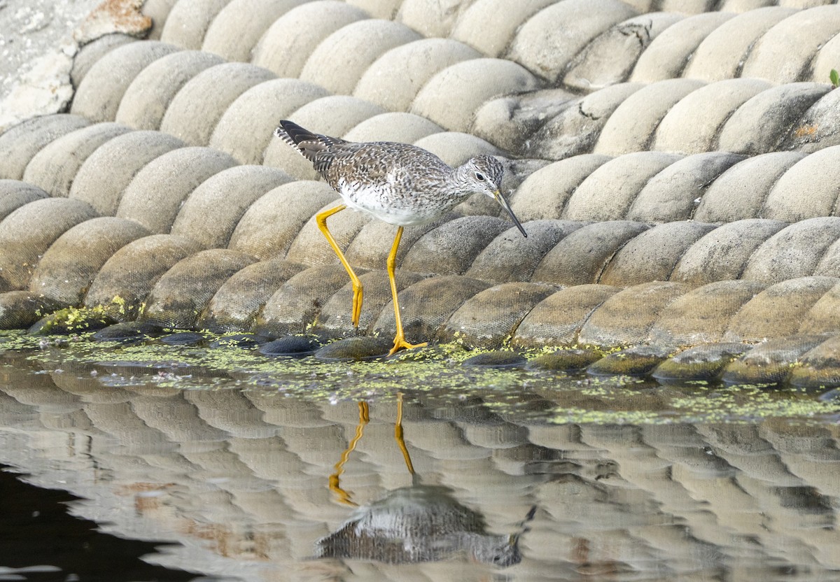 plystresnipe - ML653857692