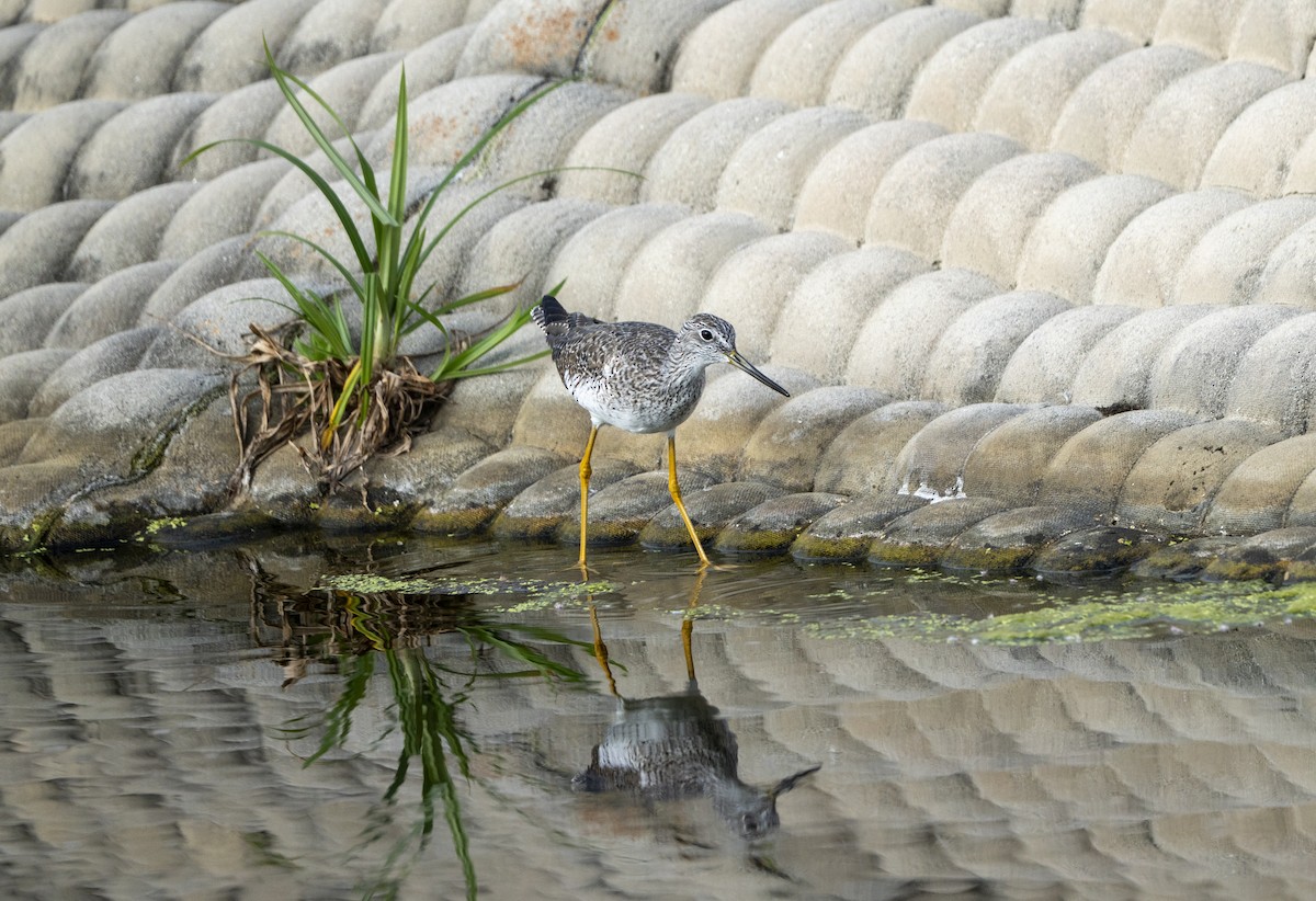 plystresnipe - ML653857697