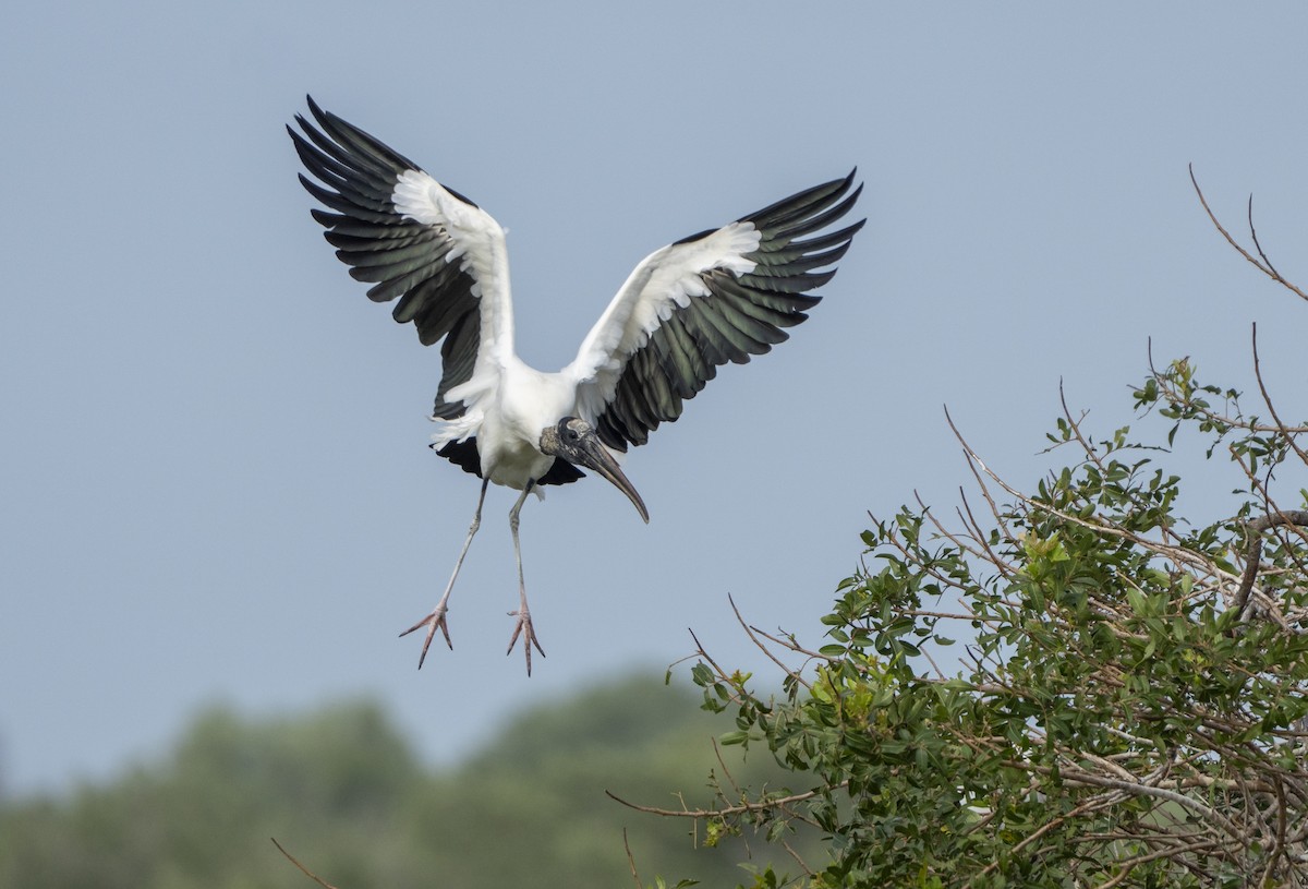 amerikastork - ML653857781