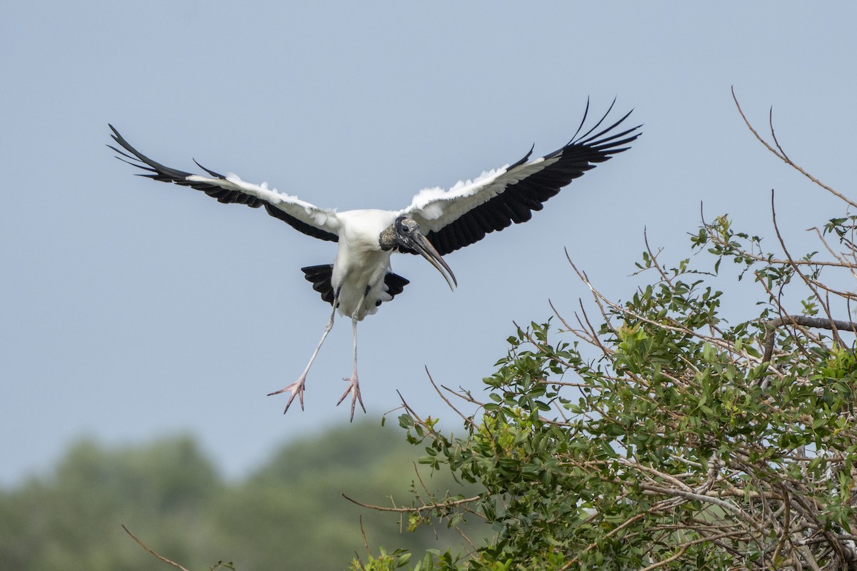 amerikastork - ML653857783
