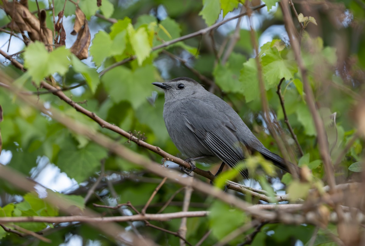 kattespottefugl - ML653857898