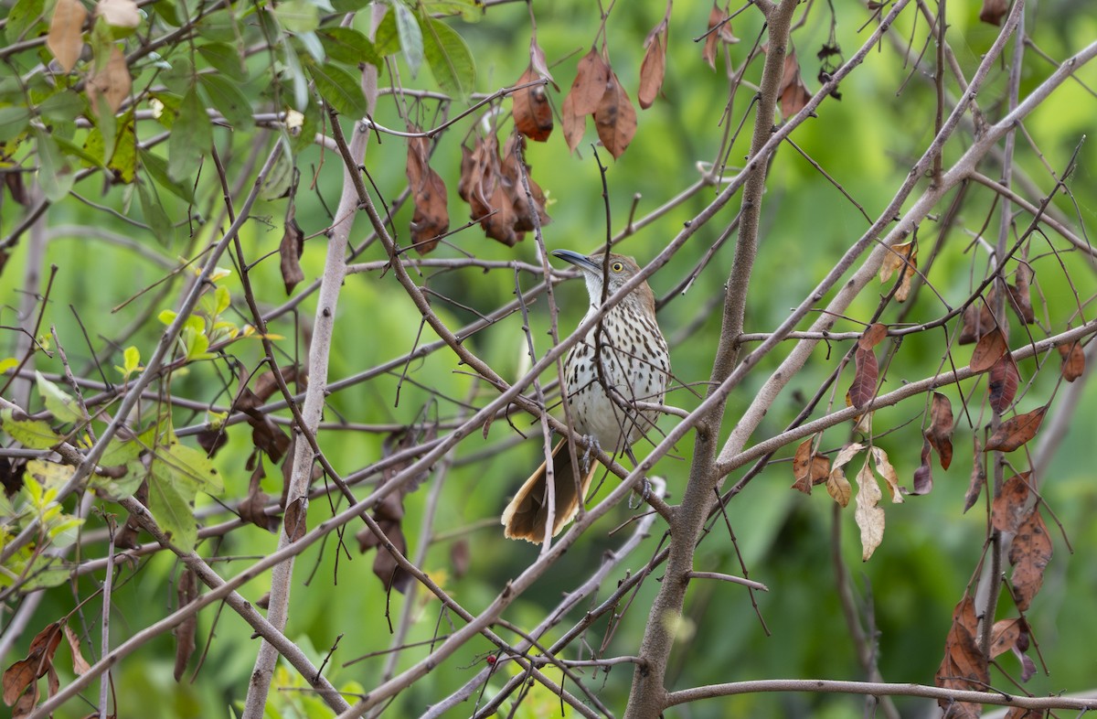 brunspottefugl - ML653857911