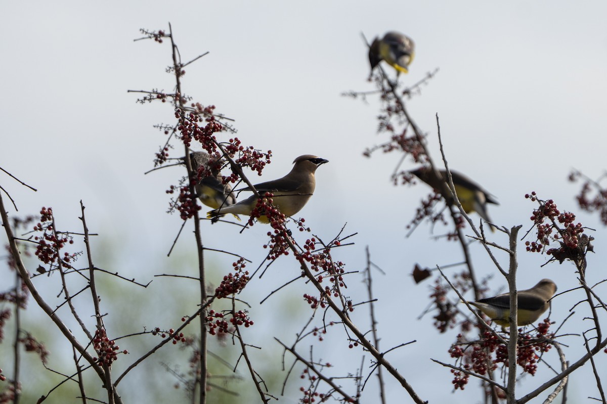 einersidensvans - ML653857934