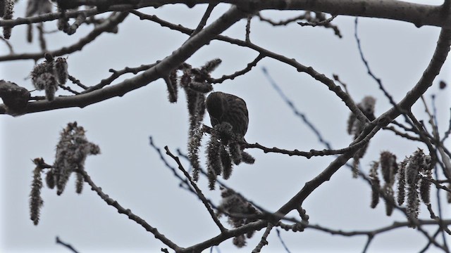 Pine Siskin - ML653857964