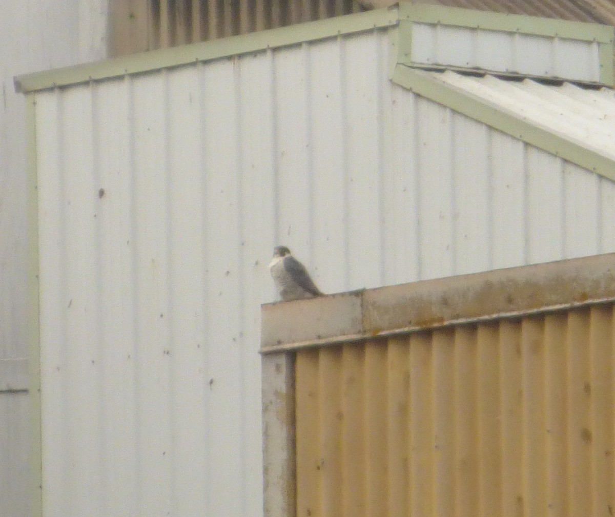 vandrefalk - ML653858294