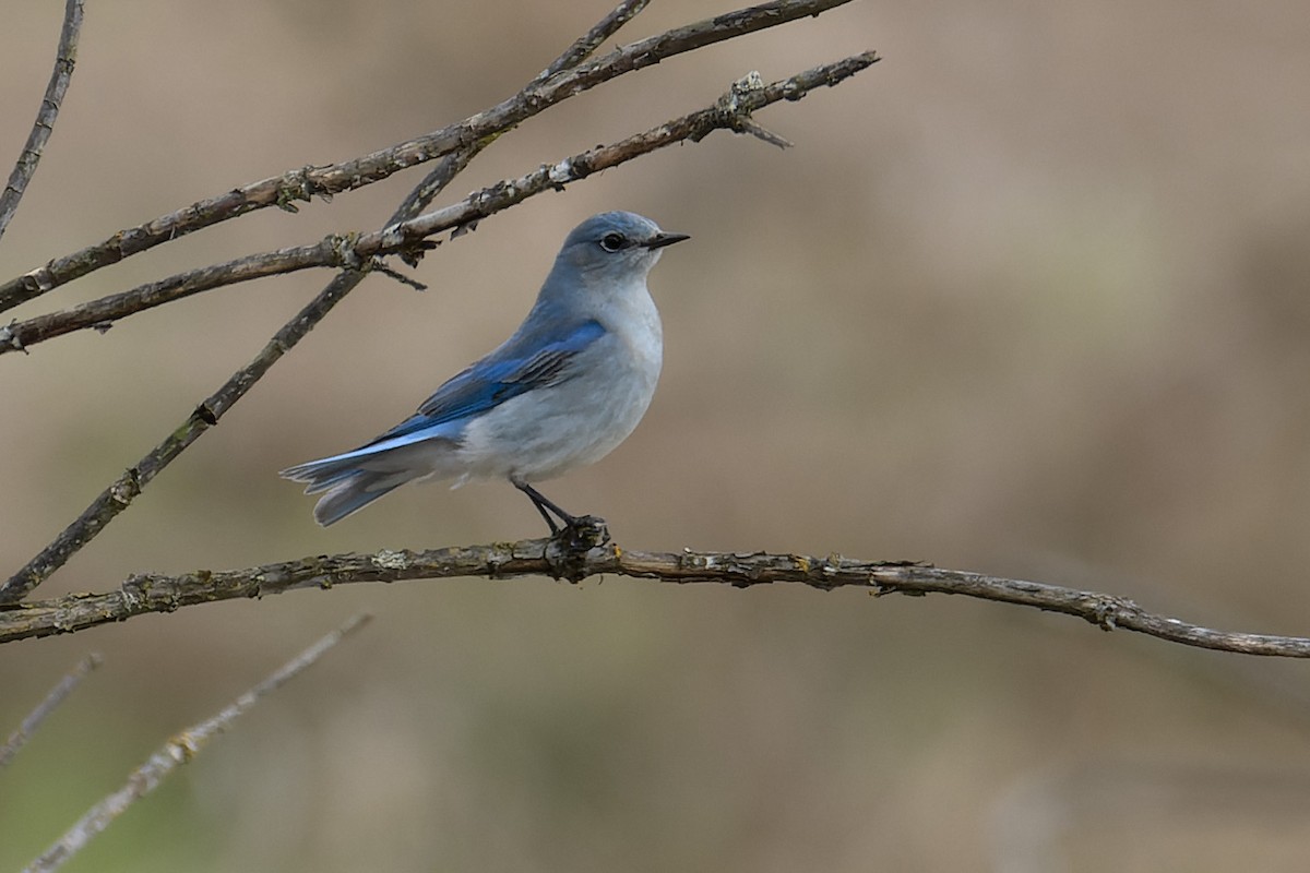 Azulejo Claro - ML653858366