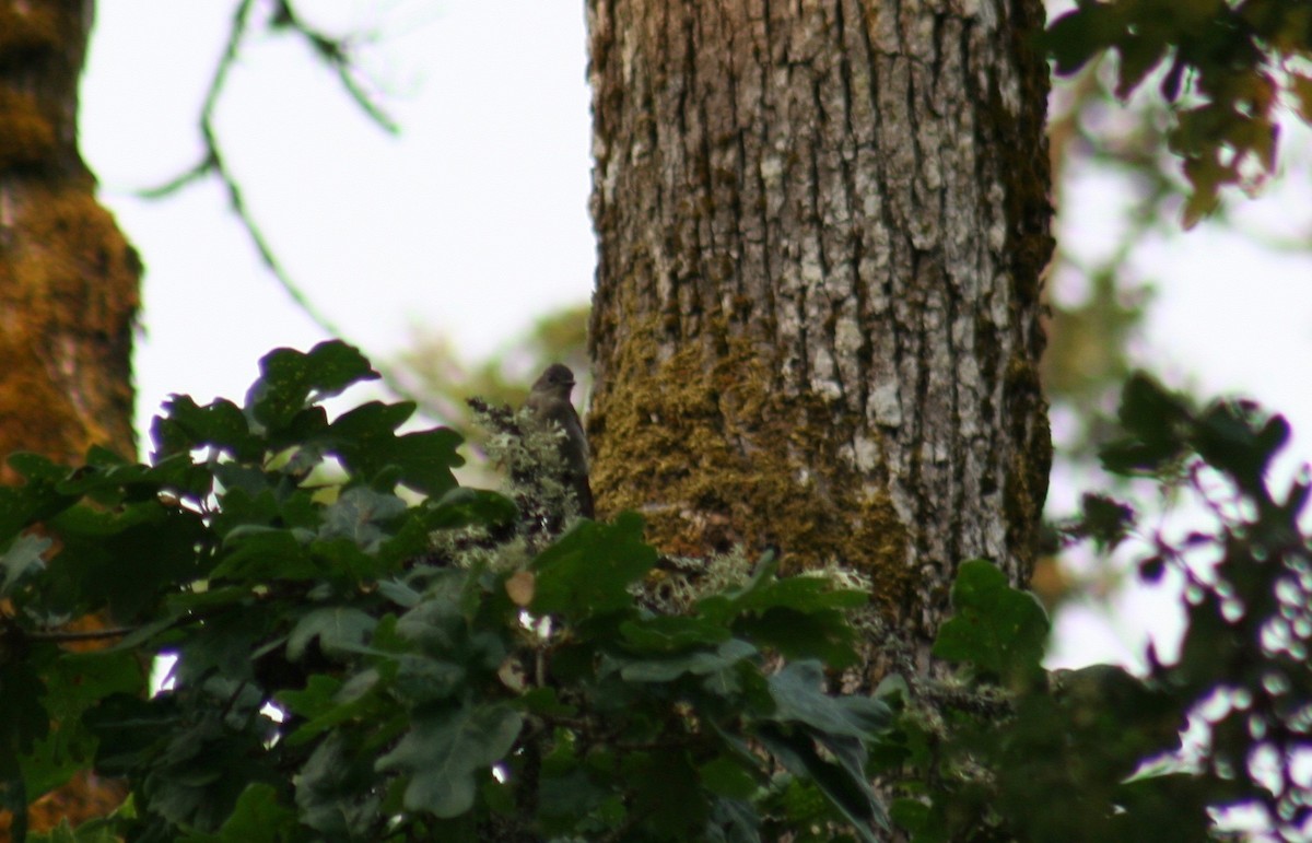 Western Wood-Pewee - ML65385941