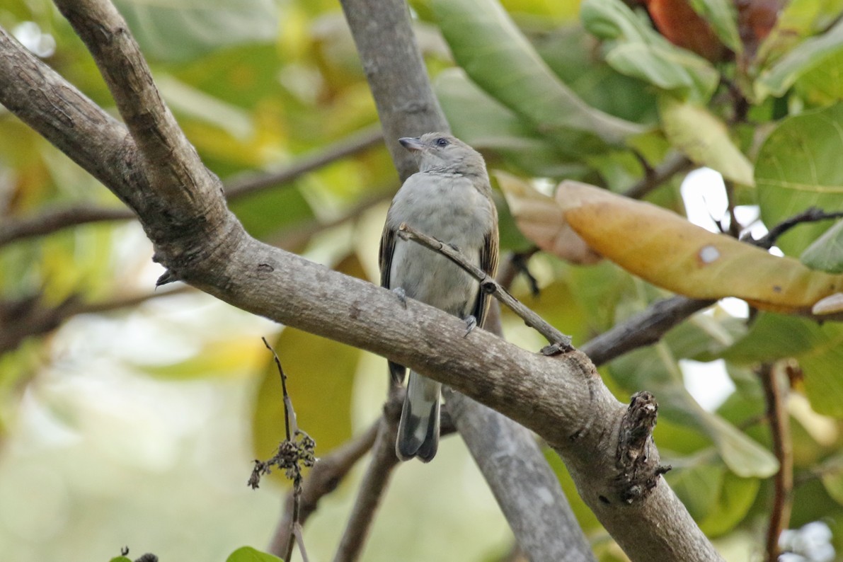 Lesser Honeyguide (Lesser) - ML653862074