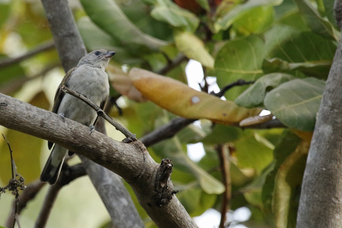 Lesser Honeyguide (Lesser) - ML653862075