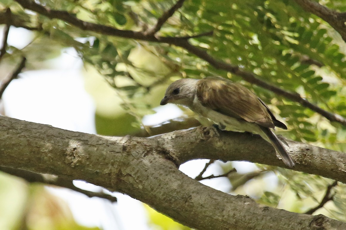 Lesser Honeyguide (Lesser) - ML653862076