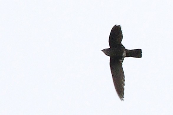 Mottled Spinetail - ML653862980