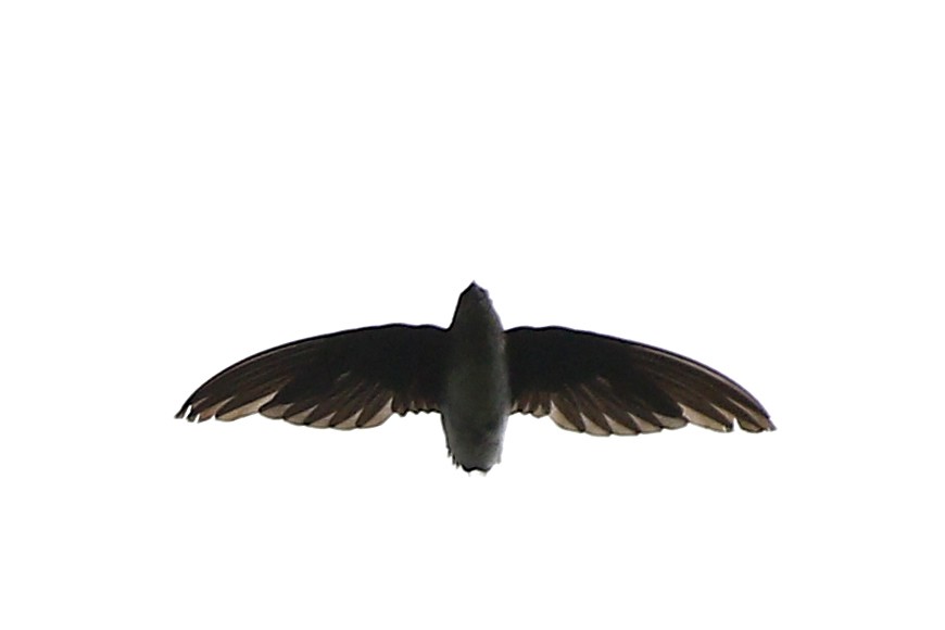 Bat-like Spinetail - ML653862993