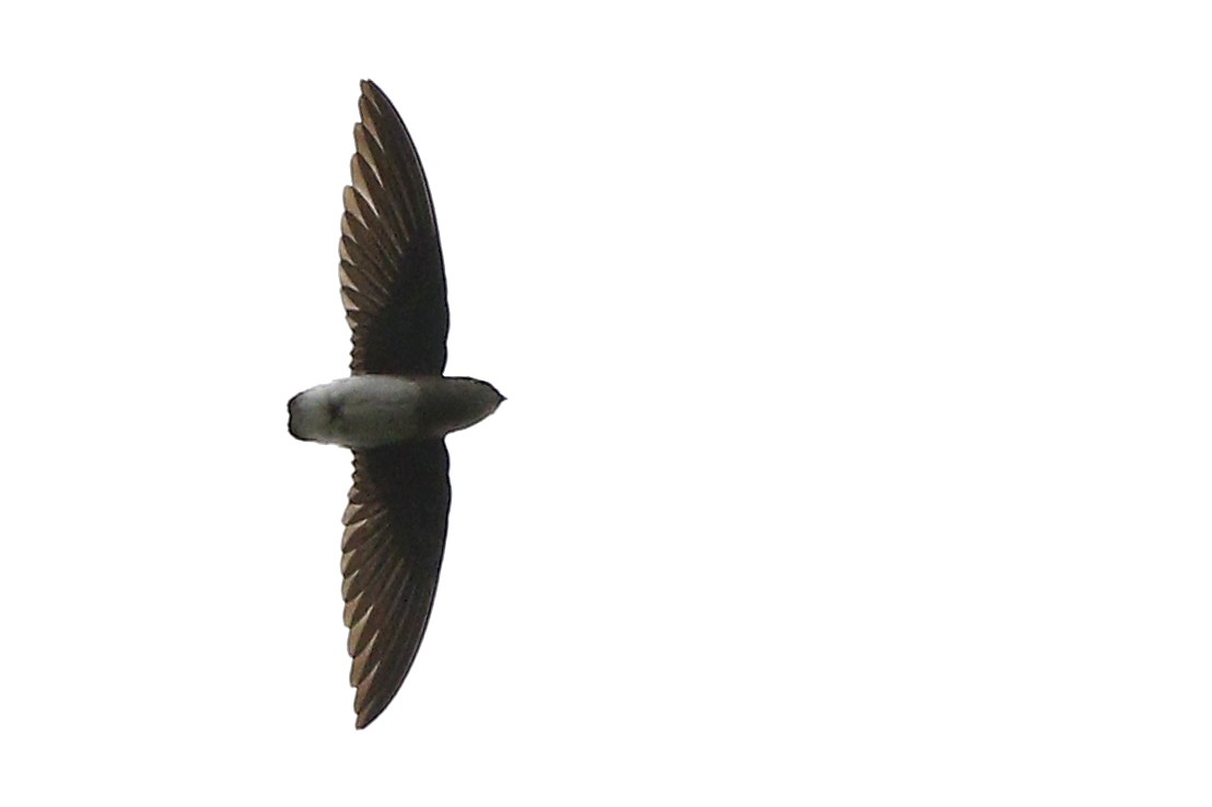 Bat-like Spinetail - ML653862994