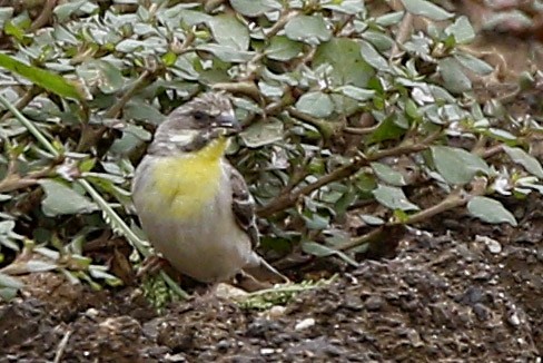 Lemon-breasted Seedeater - ML653863081