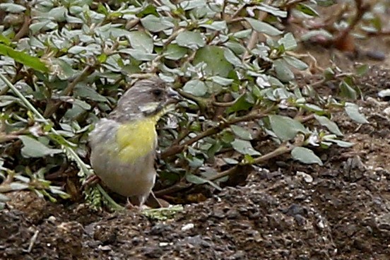 Lemon-breasted Seedeater - ML653863112