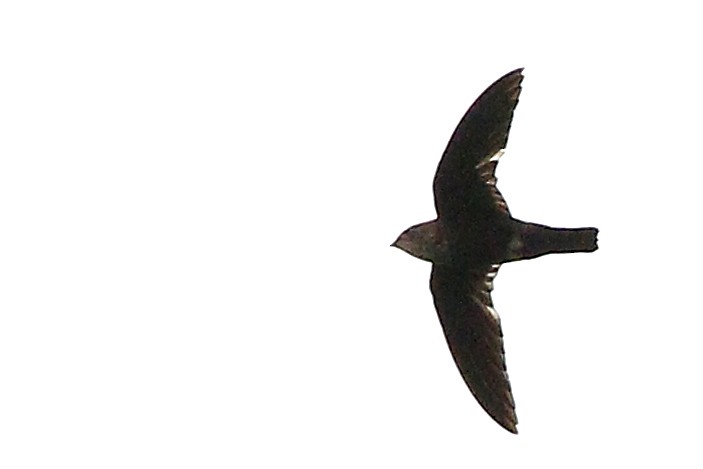 Mottled Spinetail - ML653863235