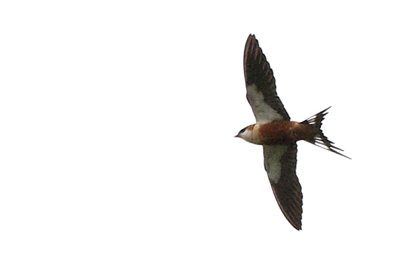 Mosque Swallow - ML653863619