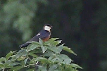 Mosque Swallow - ML653863620