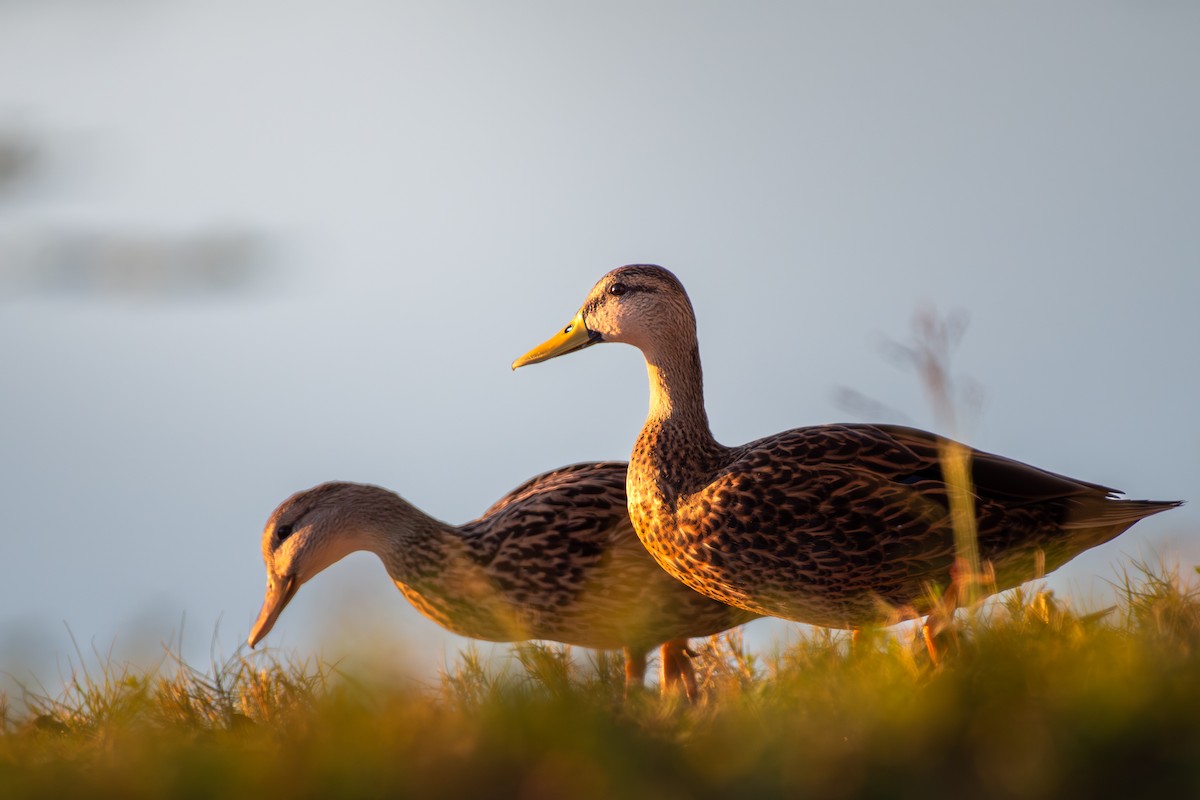 eBird Checklist - 7 Jan 2026 - 33461, Lake Worth US-FL (26.6149,-80. ...