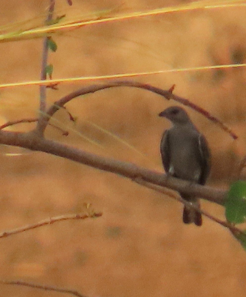 Lesser Honeyguide (Lesser) - ML653867307
