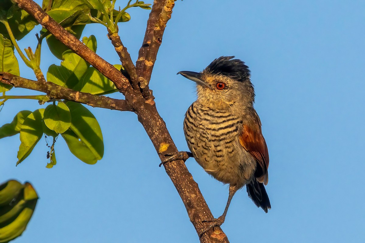 Rufous-winged Antshrike - ML653867966