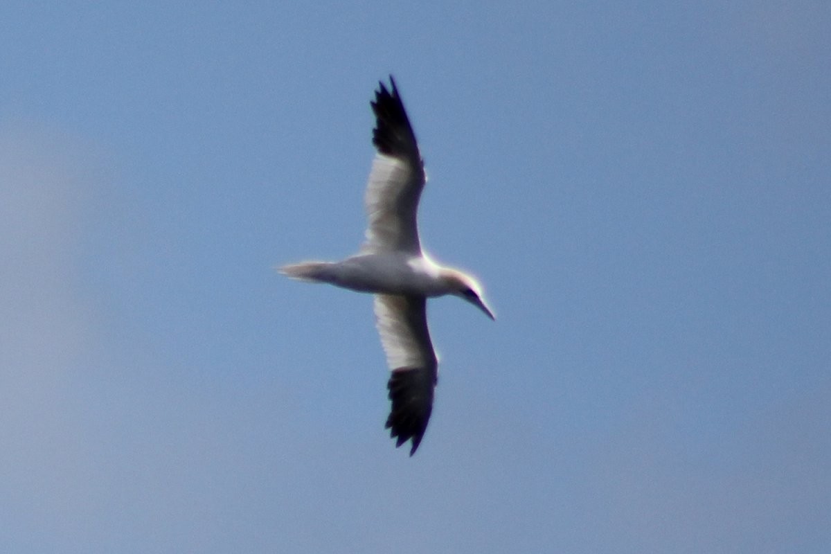 Northern Gannet - ML65386811