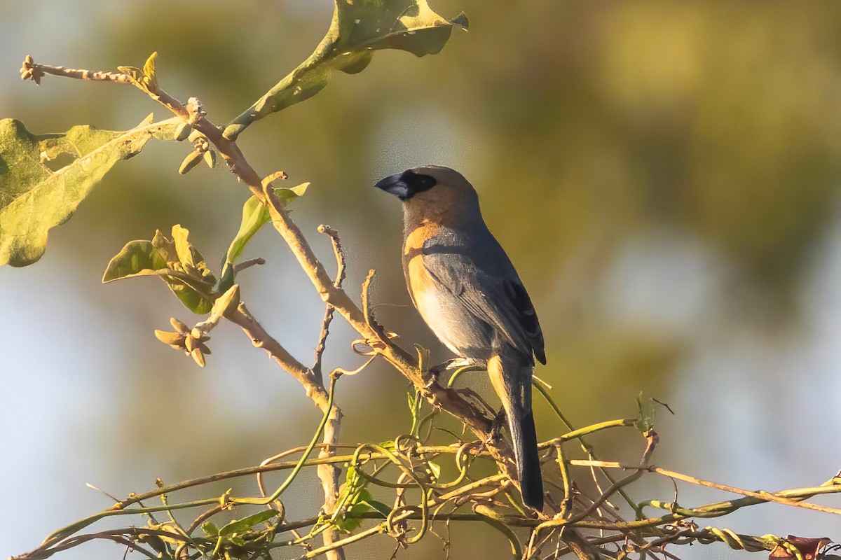 Cinnamon Tanager - ML653868111