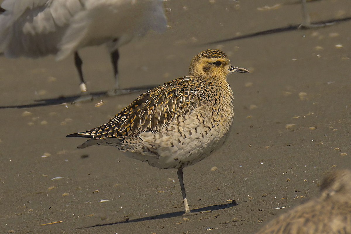 Pacific Golden-Plover - ML653868322