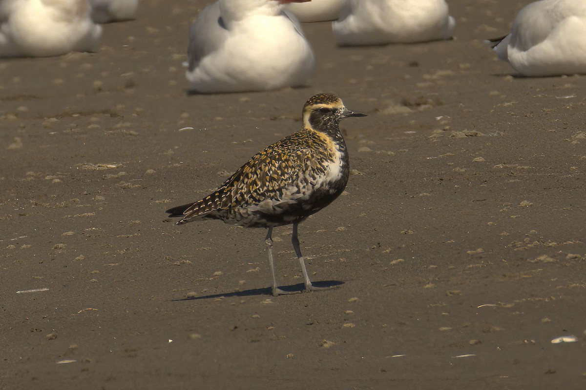 Pacific Golden-Plover - ML653868323