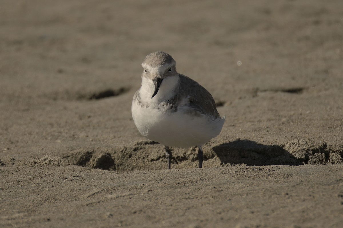 Wrybill - ML653868339