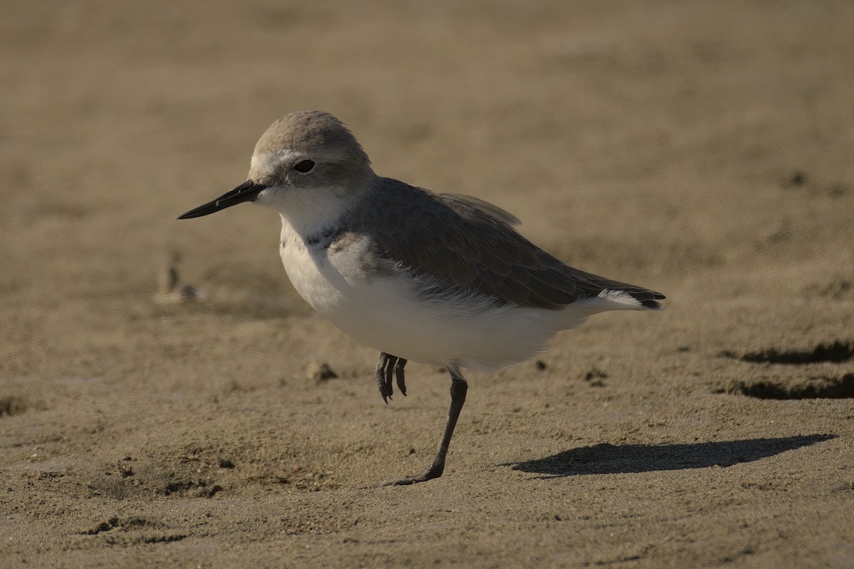 Wrybill - ML653868340