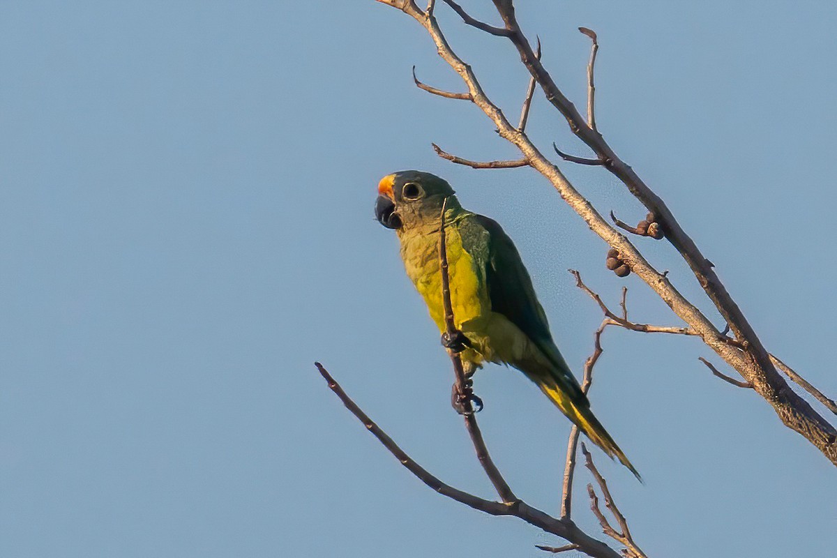Peach-fronted Parakeet - ML653868664