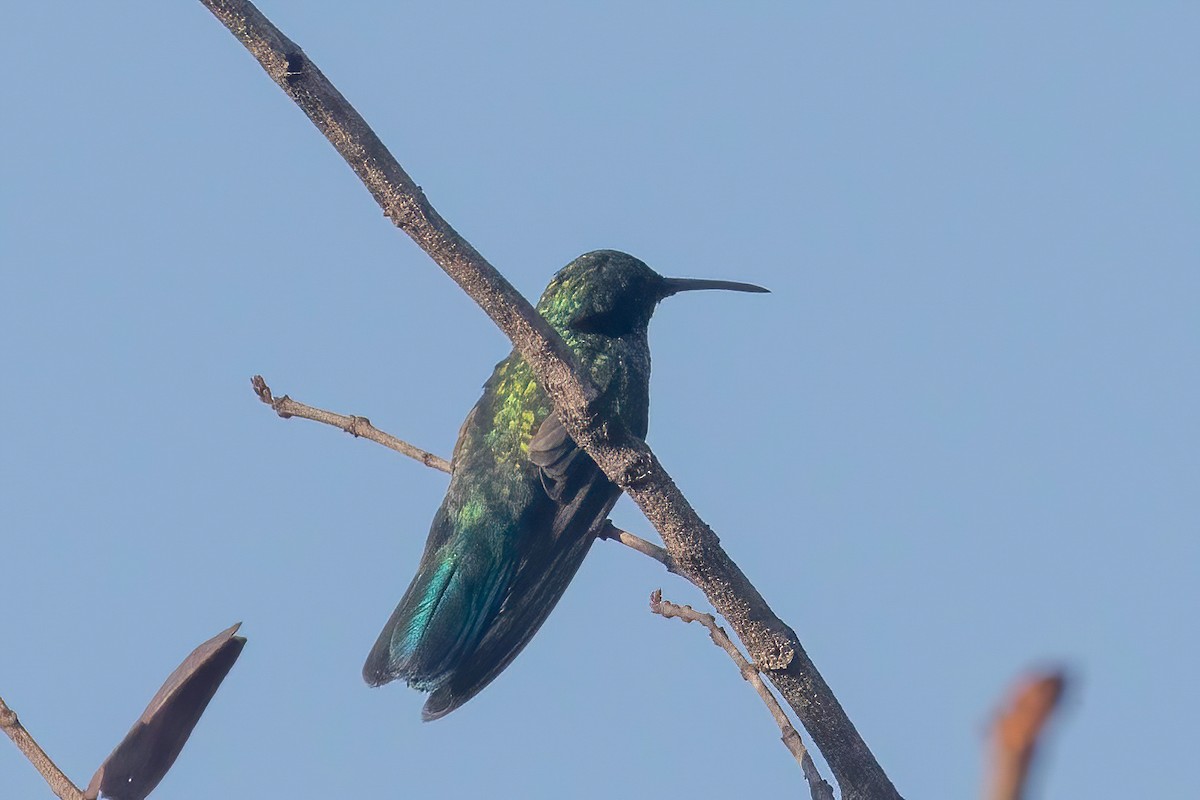 White-vented Violetear - ML653868831