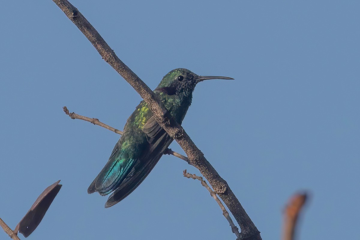 White-vented Violetear - ML653868832